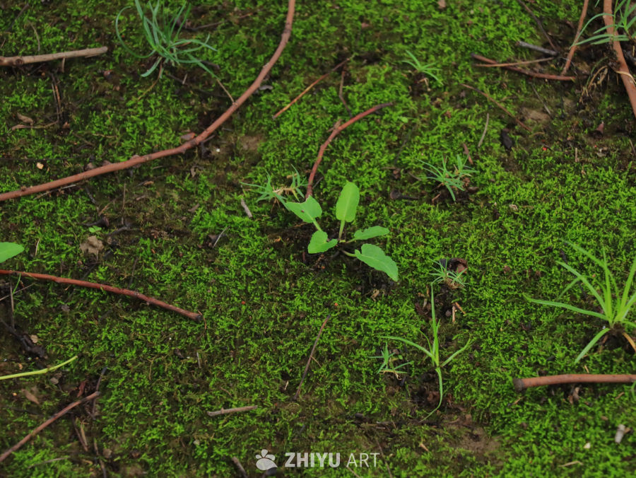 雨后生机勃勃的苔藓植物