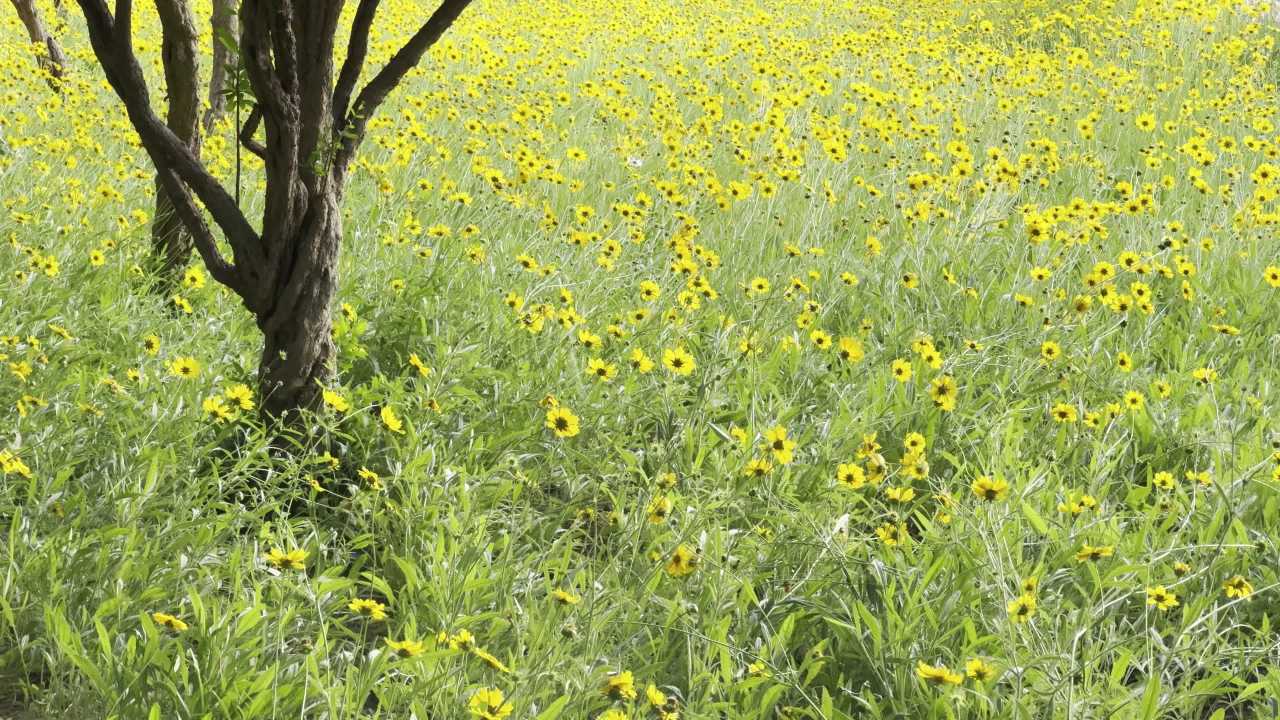 田野中的黄色花海