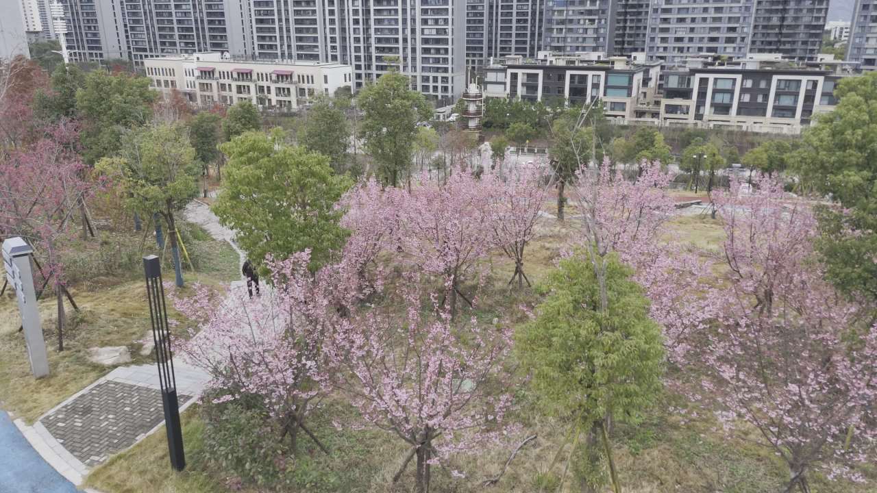 城市中的春天
