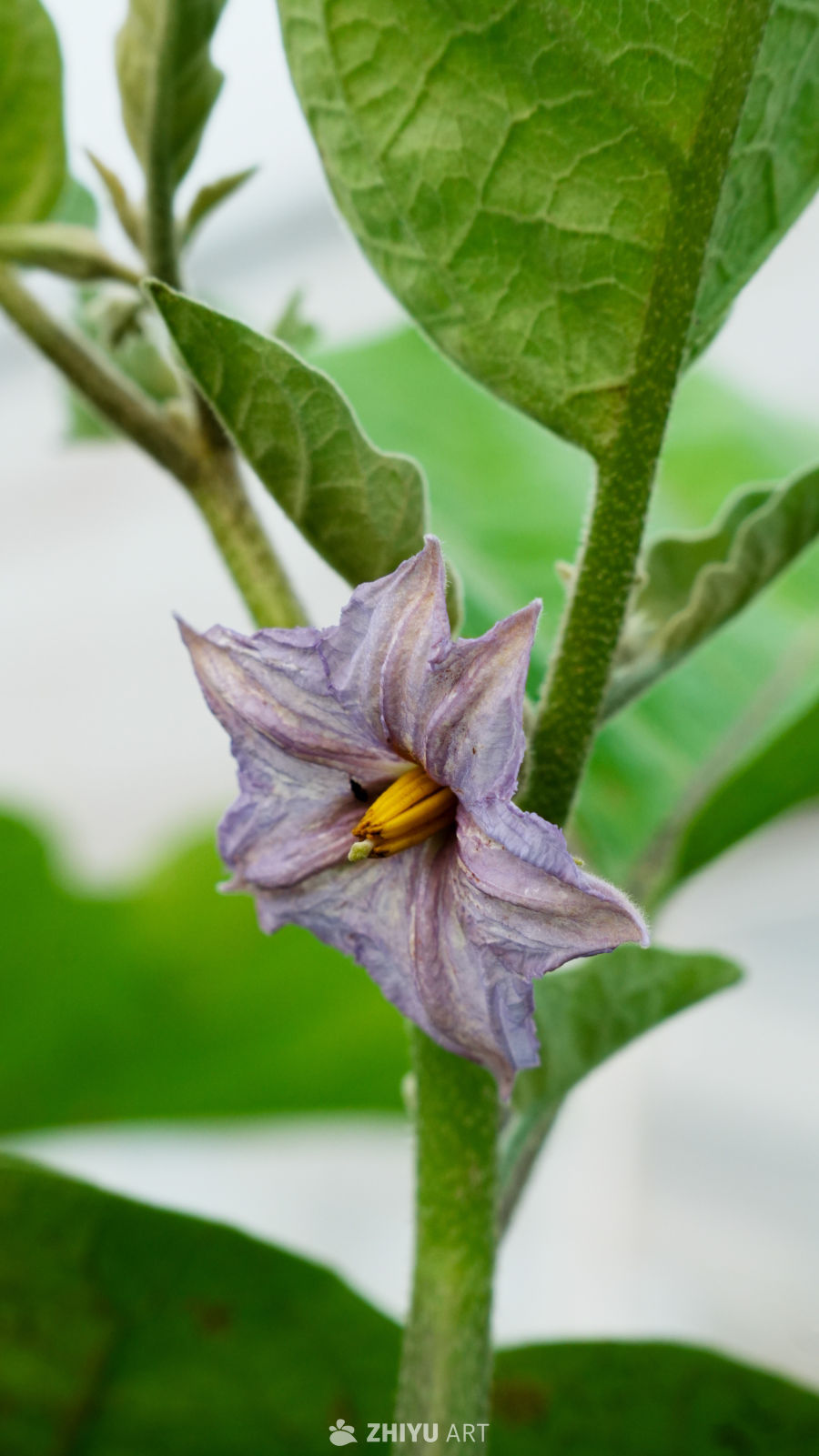 紫色茄子花绽放