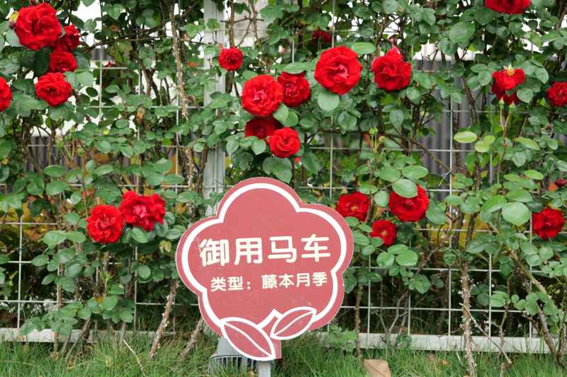 月季花 17
