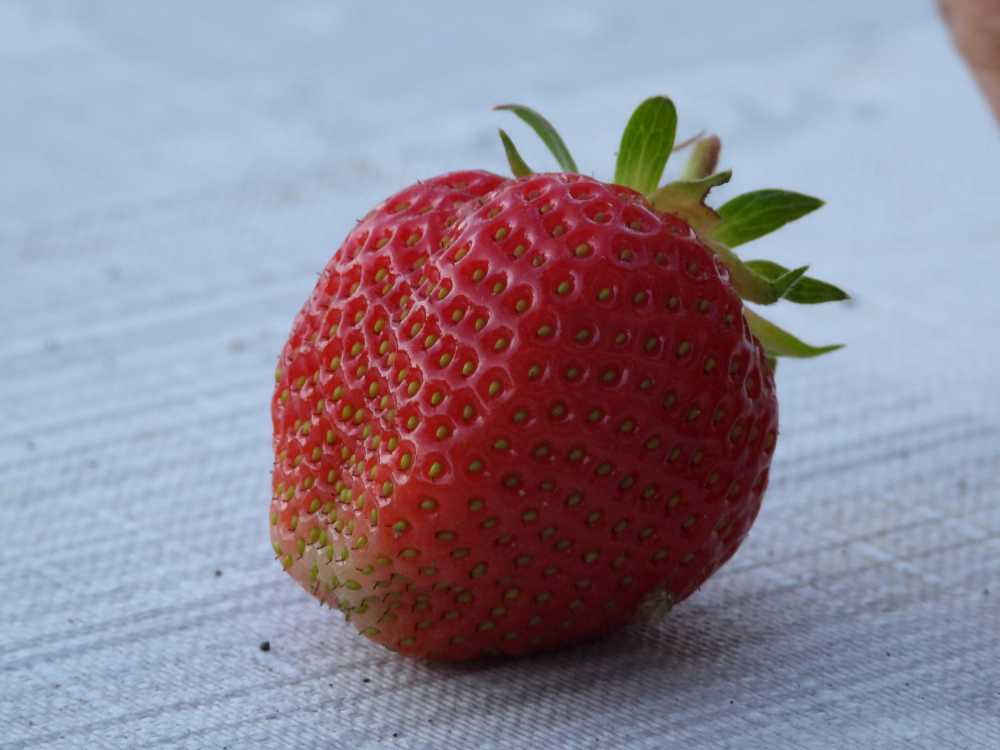 草莓水果红色成熟