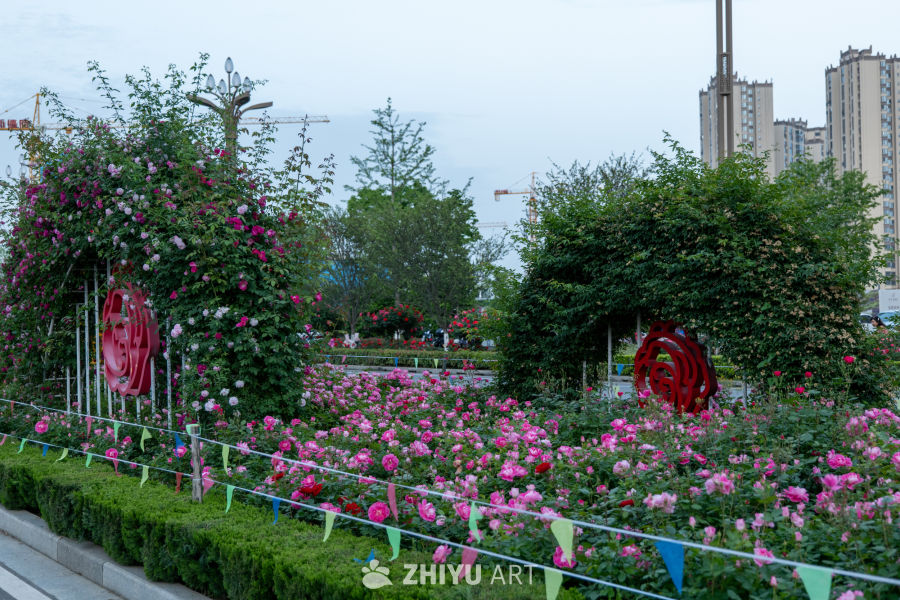 月季花 21