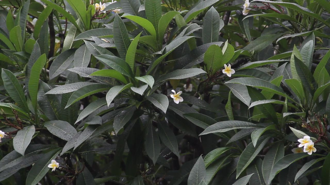 七月大雨中的鸡蛋花树