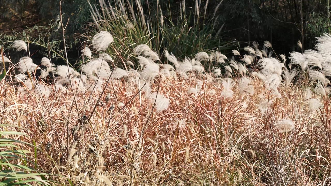 风吹芦苇静谧景