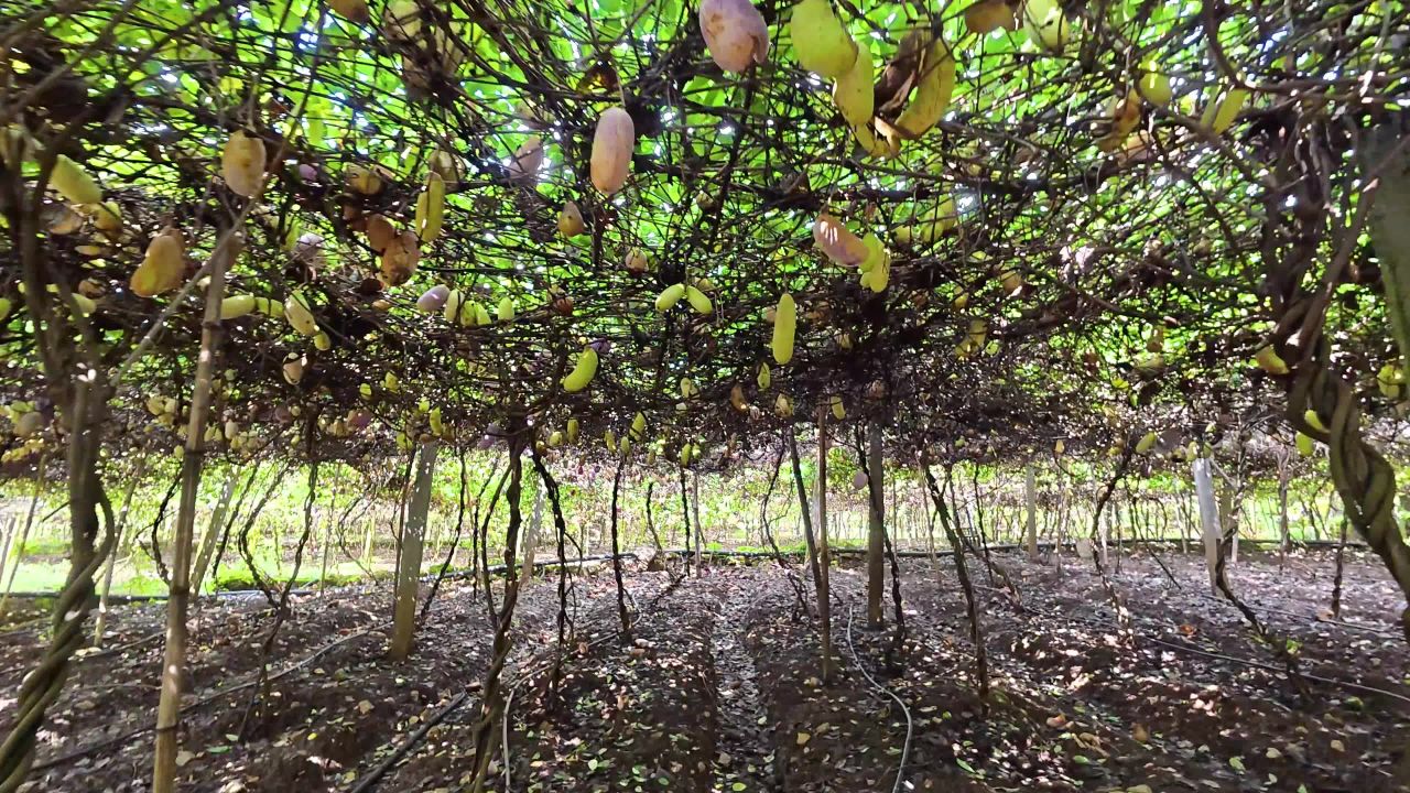 4k特色农业种植八月瓜  八月瓜丰收采摘