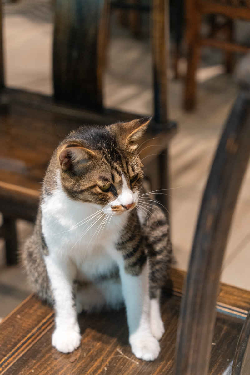 西园寺 小猫 1