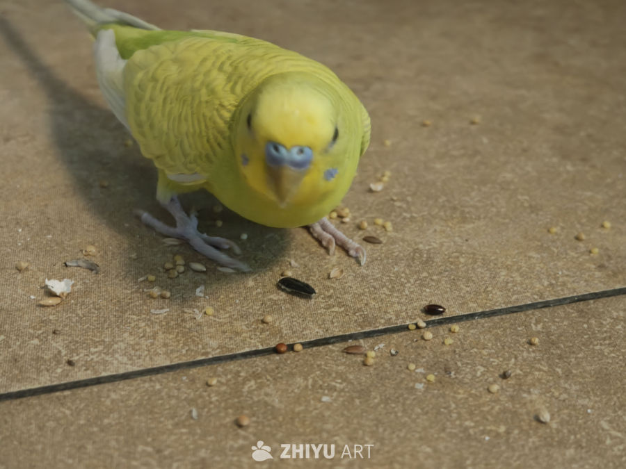 悠闲的鹦鹉与鸟食