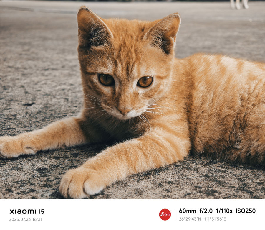 橘猫悠闲时光