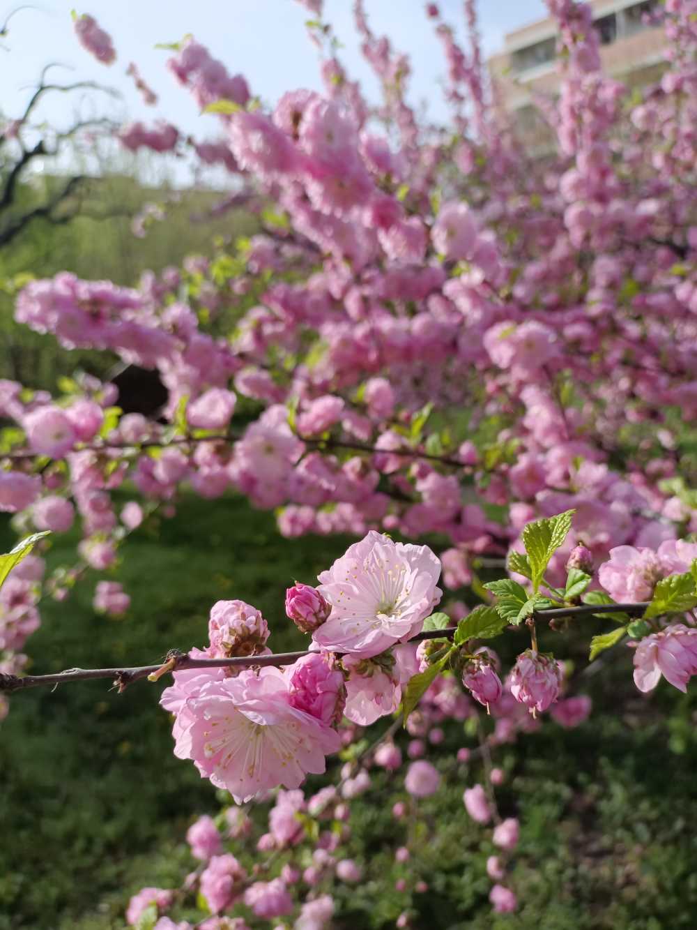 桃花