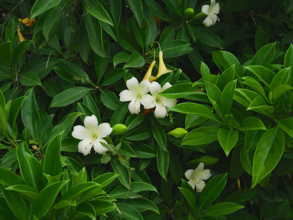 灰莉花开