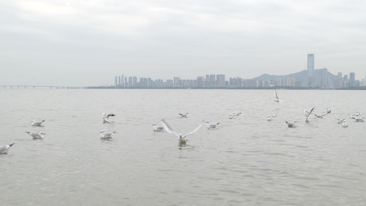 深圳湾海鸥