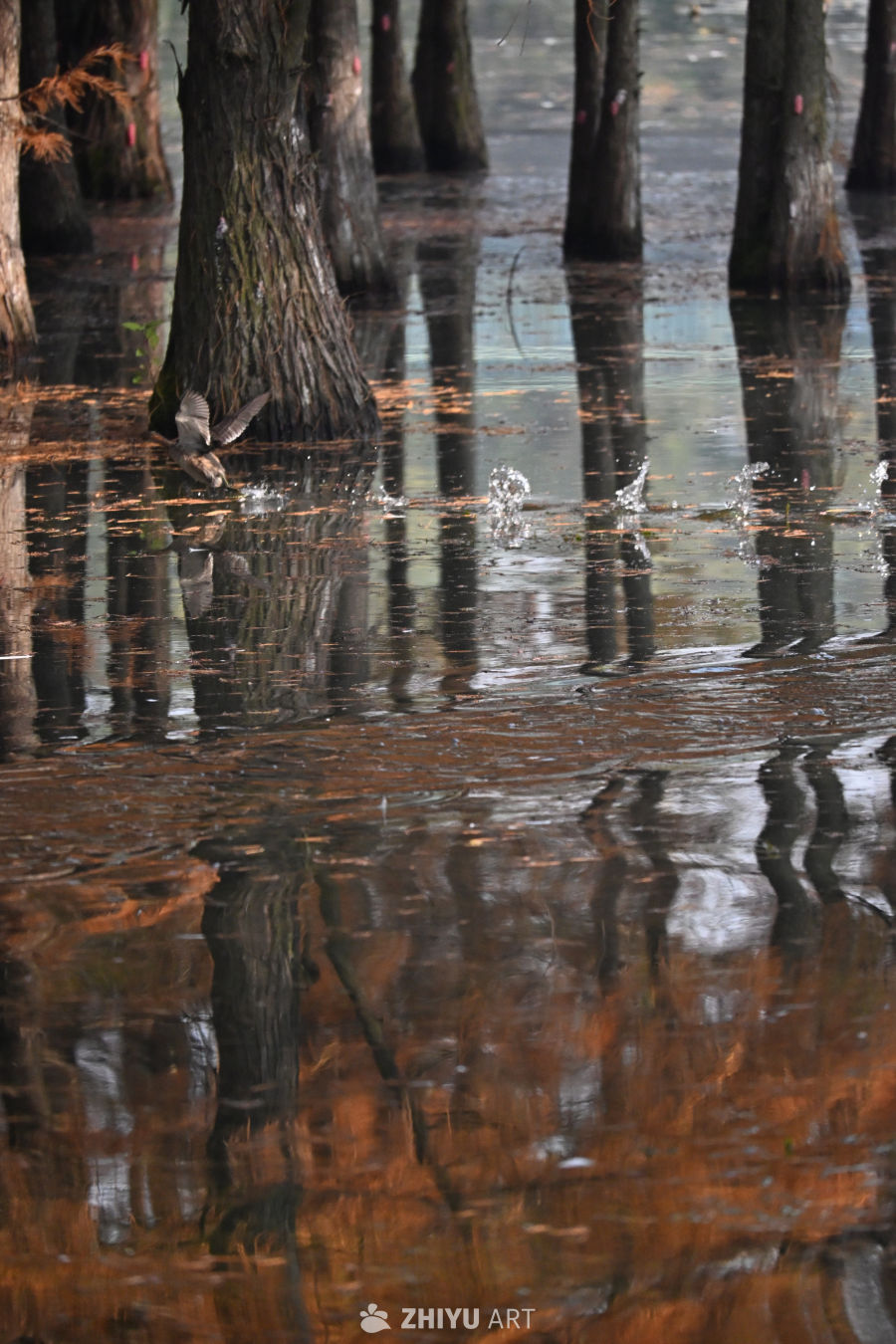 水杉影里，一羽惊波