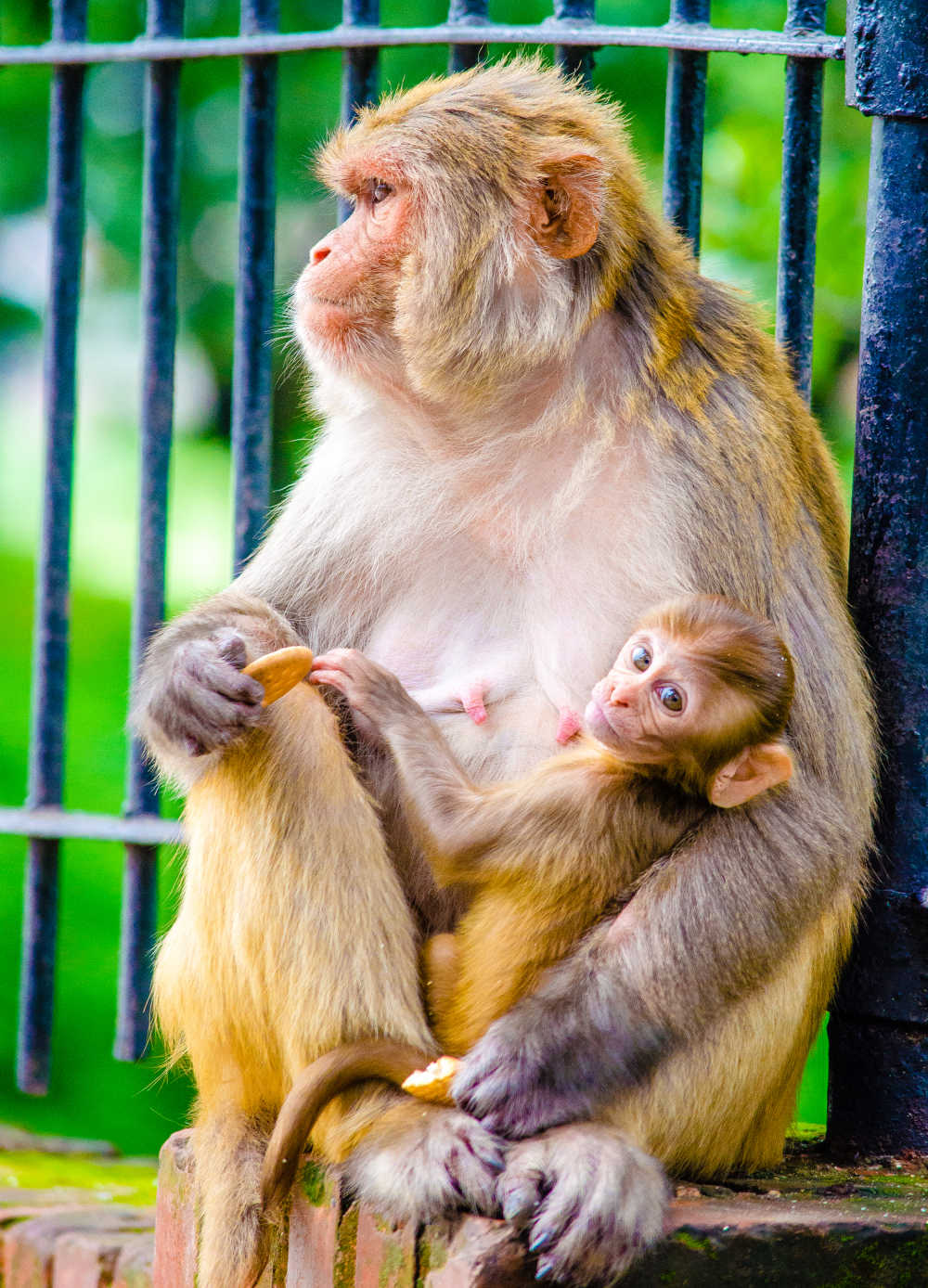 尼泊尔的猴子