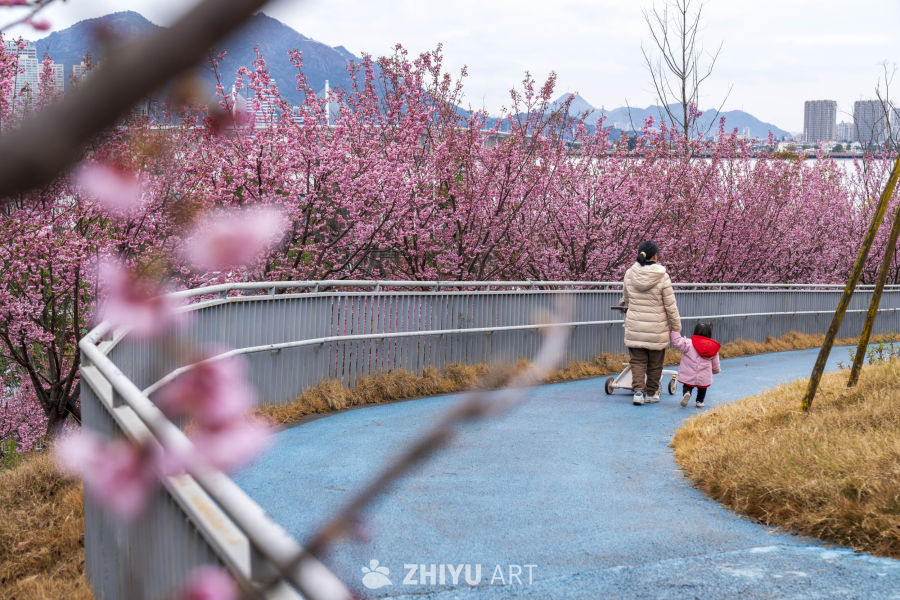 樱花下的母子散步