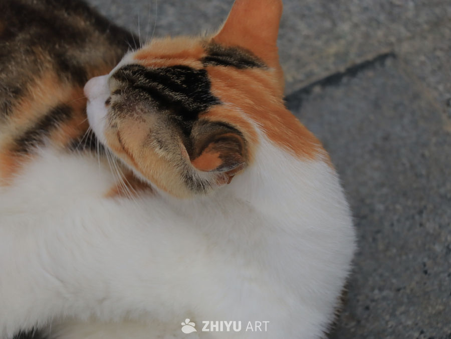 萌猫打哈欠瞬间