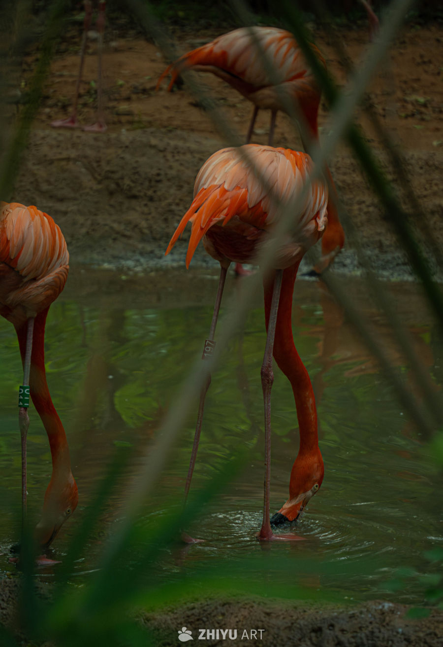 湿地中的火烈鸟觅食