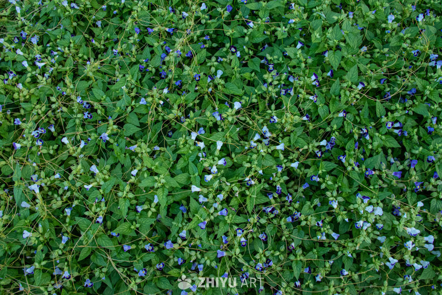 中药材与药材花 30