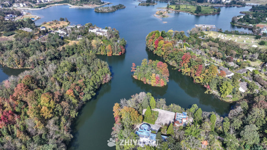 航拍水边枫叶美景  初冬枫叶似火 17
