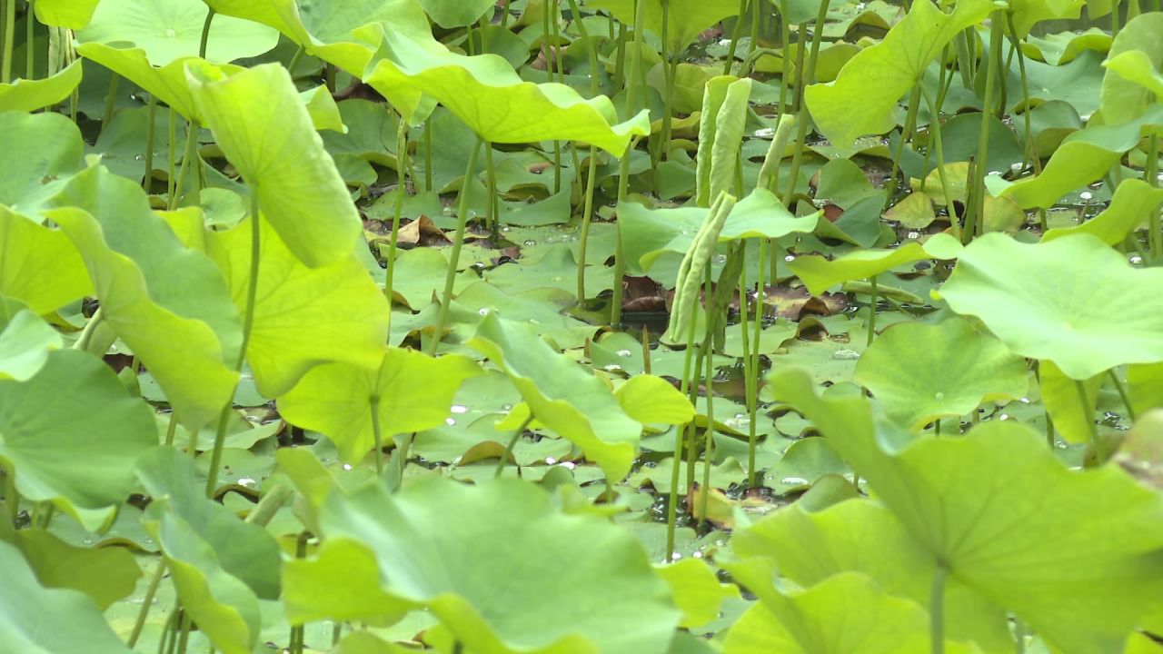 夏日荷花一组