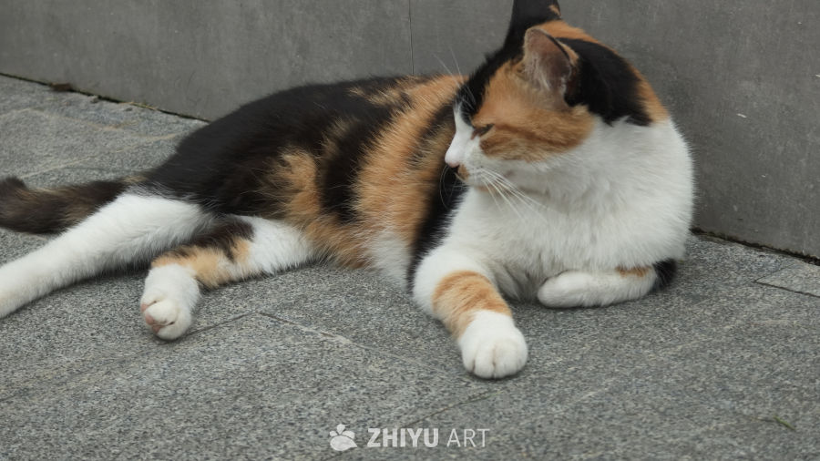 可爱的猫咪
