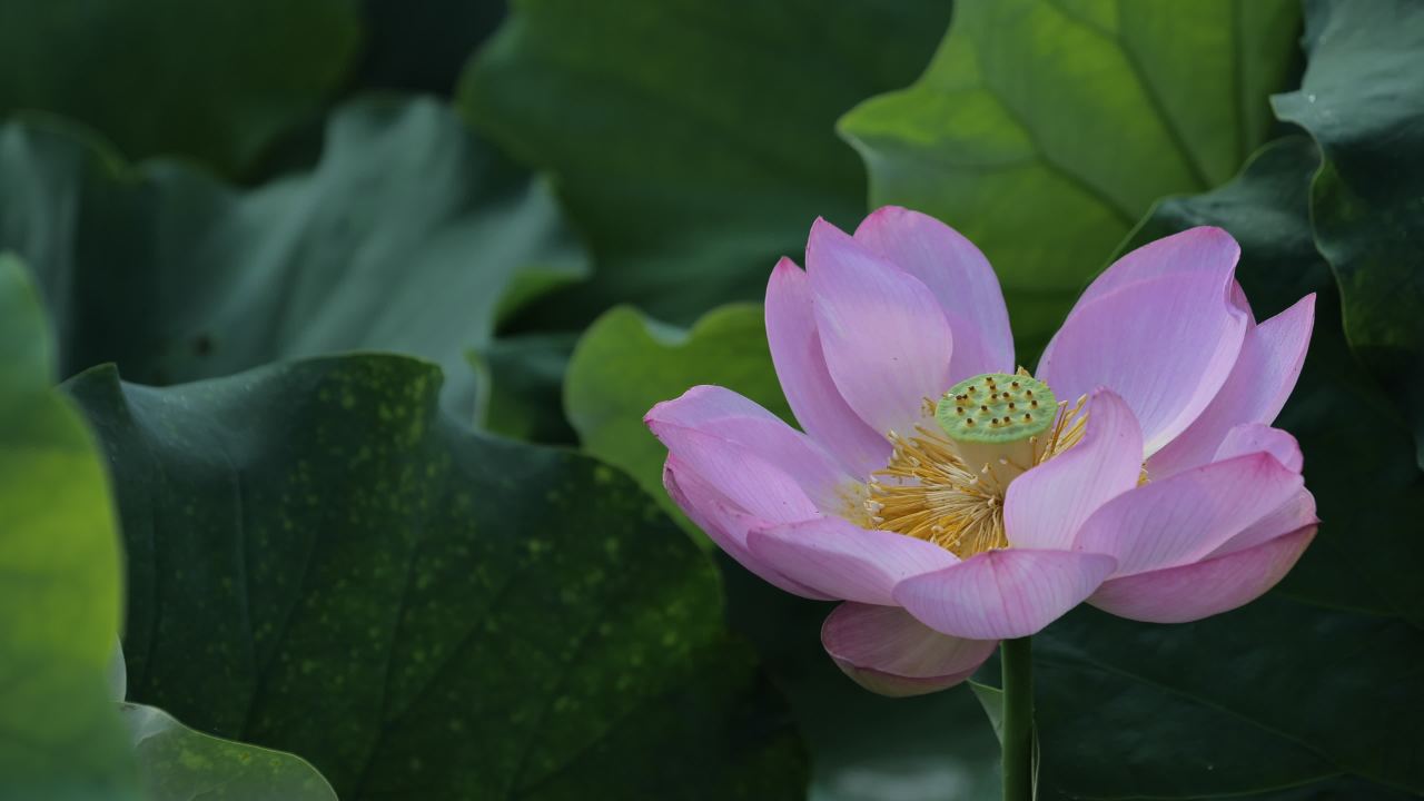 荷花 26