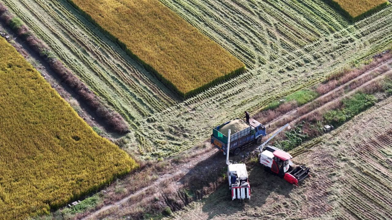 4K航拍江苏苏州稻田秋收 9