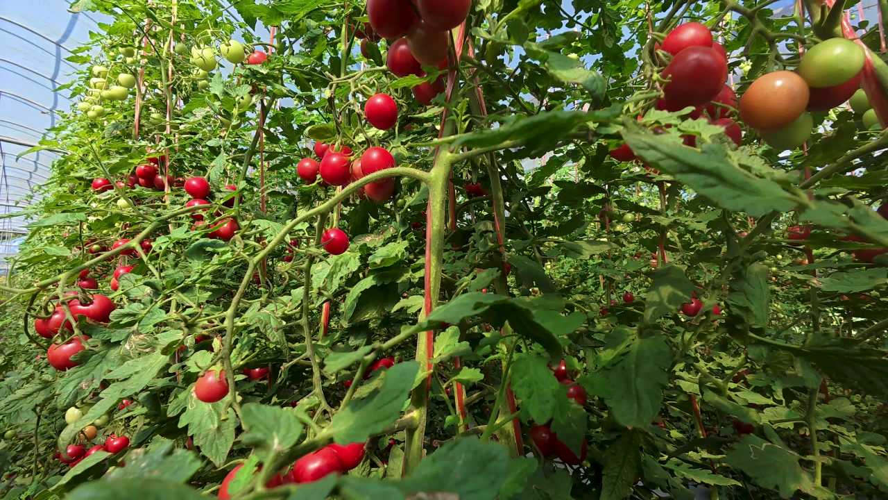 4k圣女果成熟  蔬菜水果成熟采收