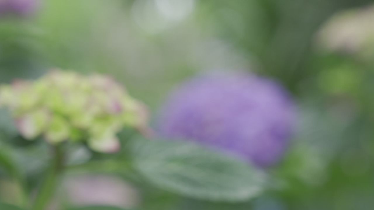 花海 1