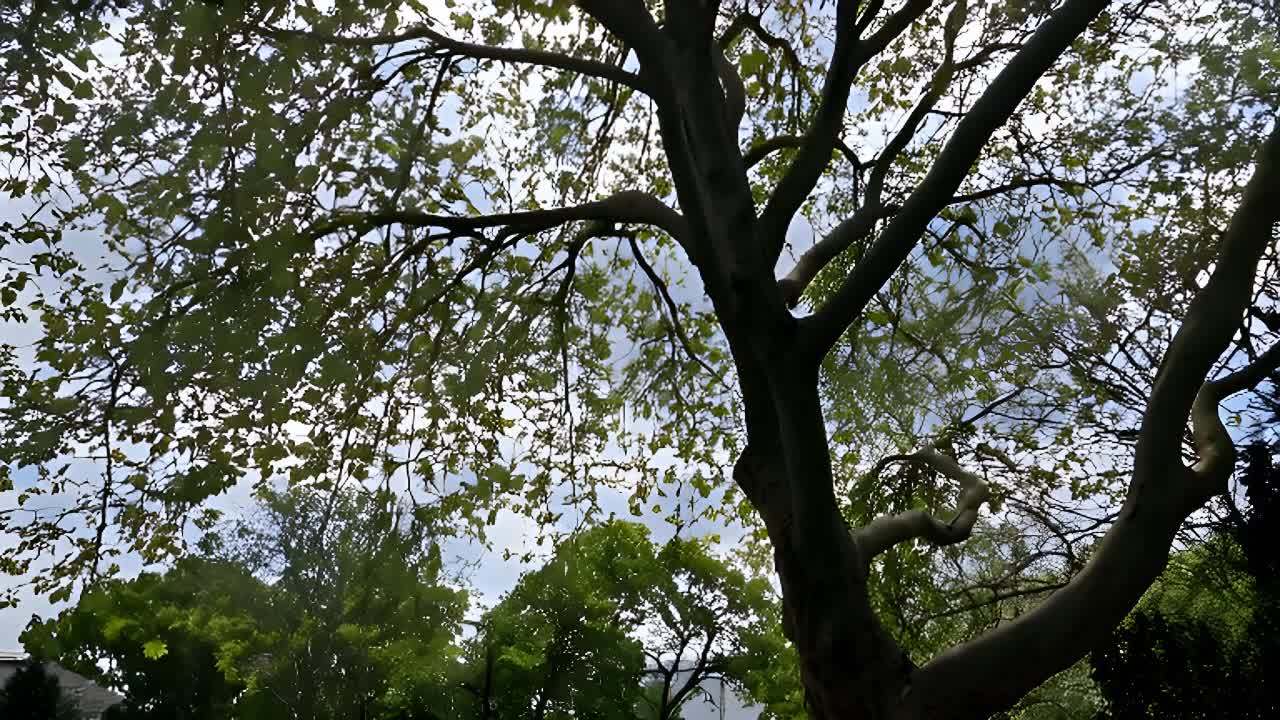 绿叶的树木高耸，背景是多云的天空。树枝在风中轻轻摇