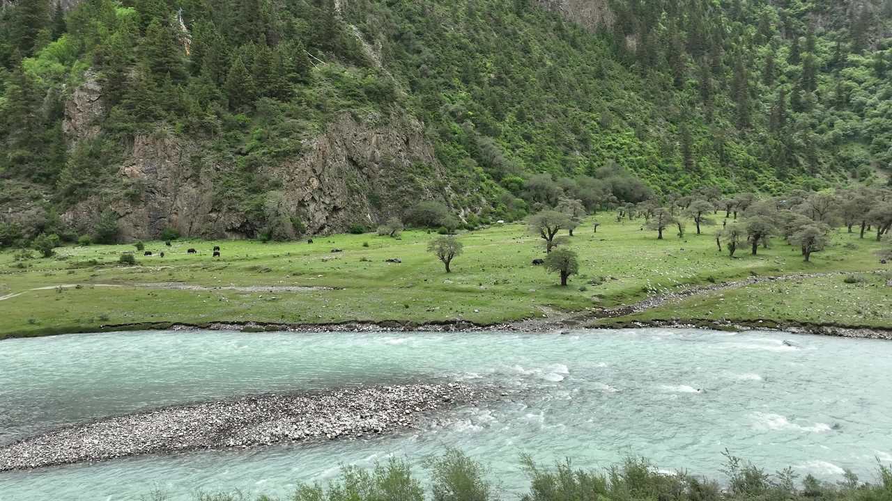 高山峡谷河流沙棘林航拍
