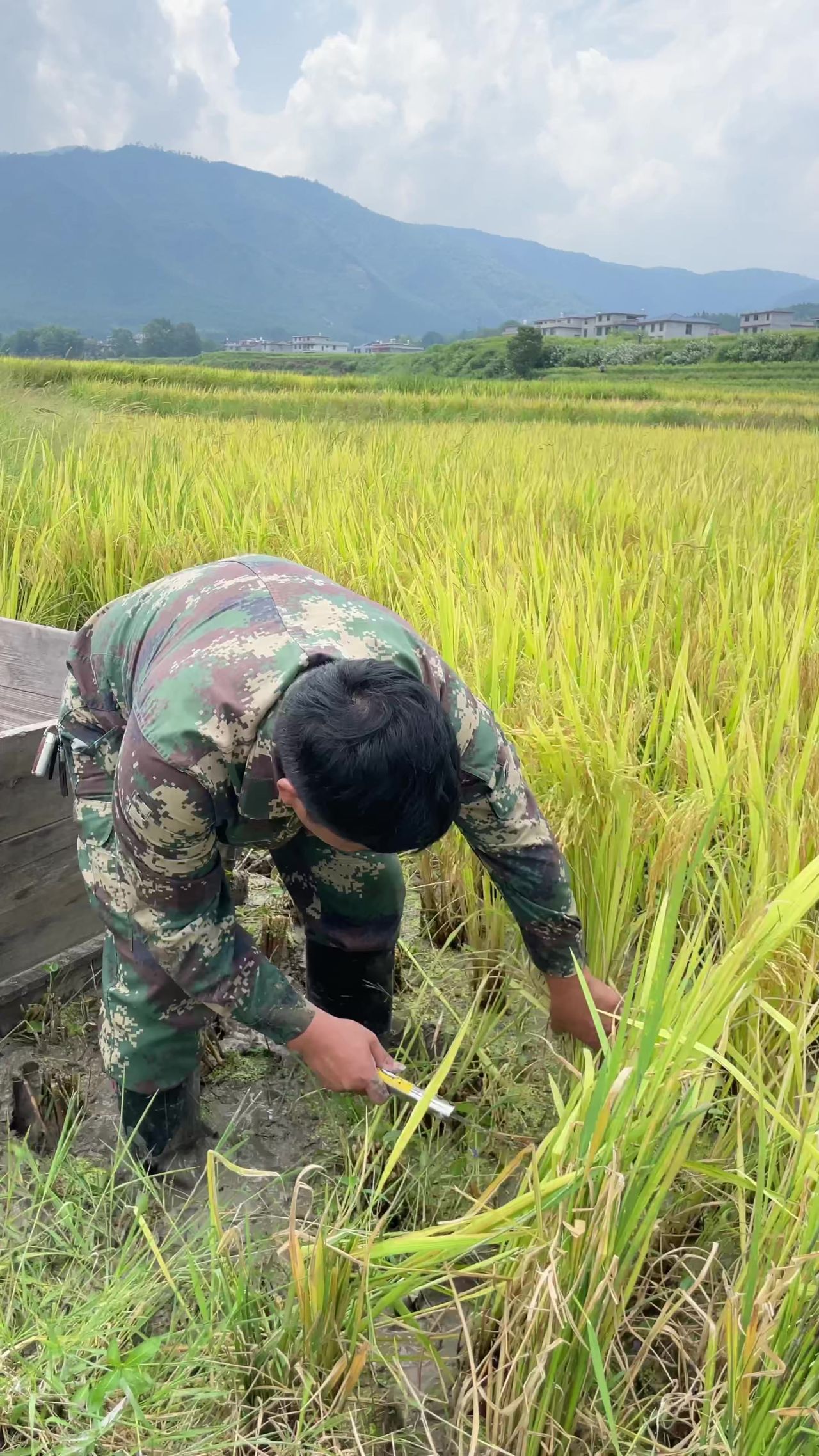农田 收割水稻