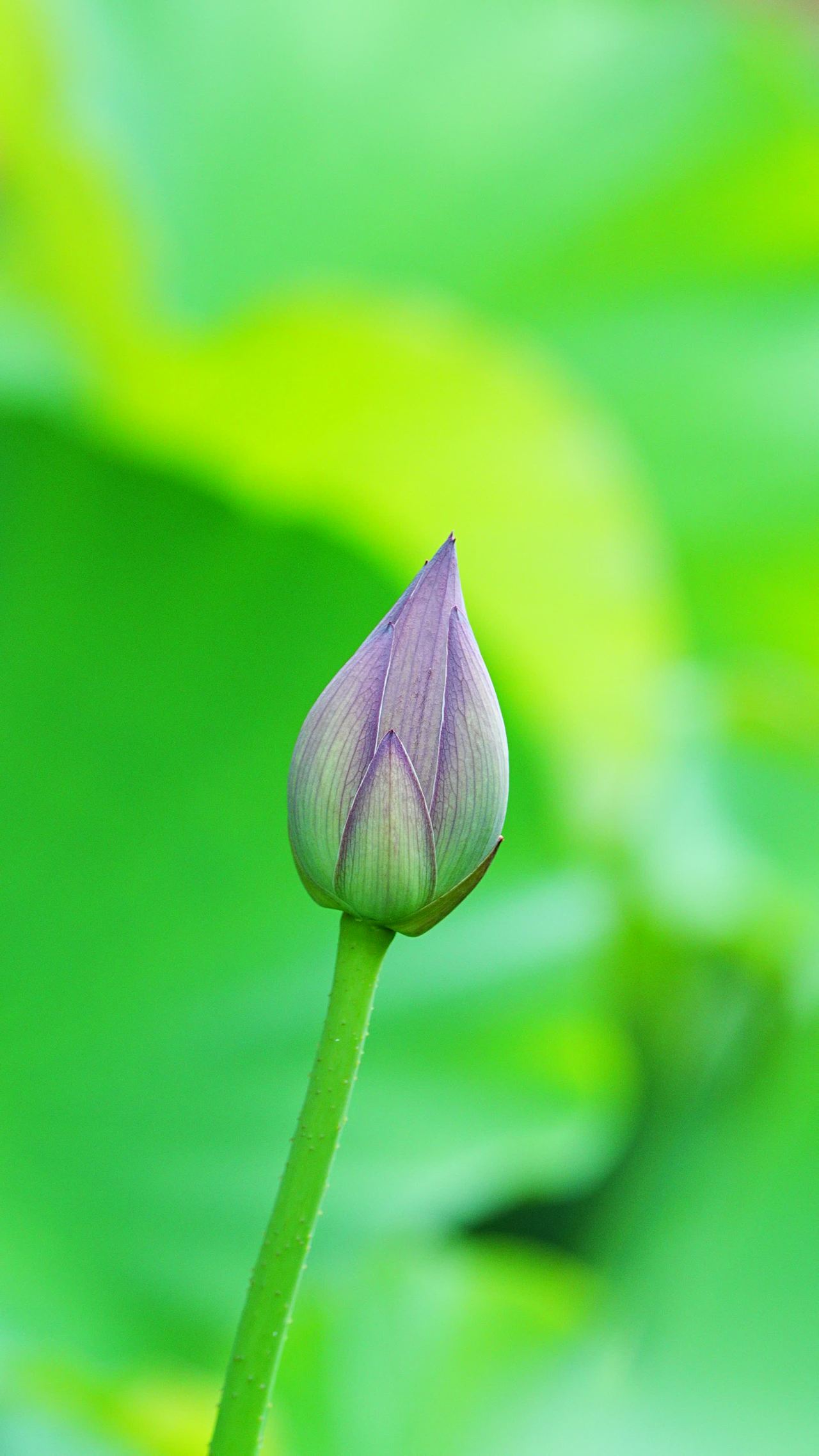静待花开的莲
