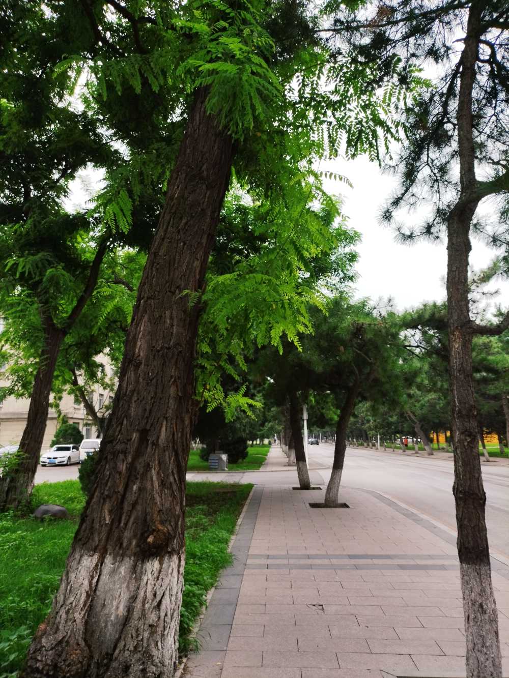 东北大学风景2