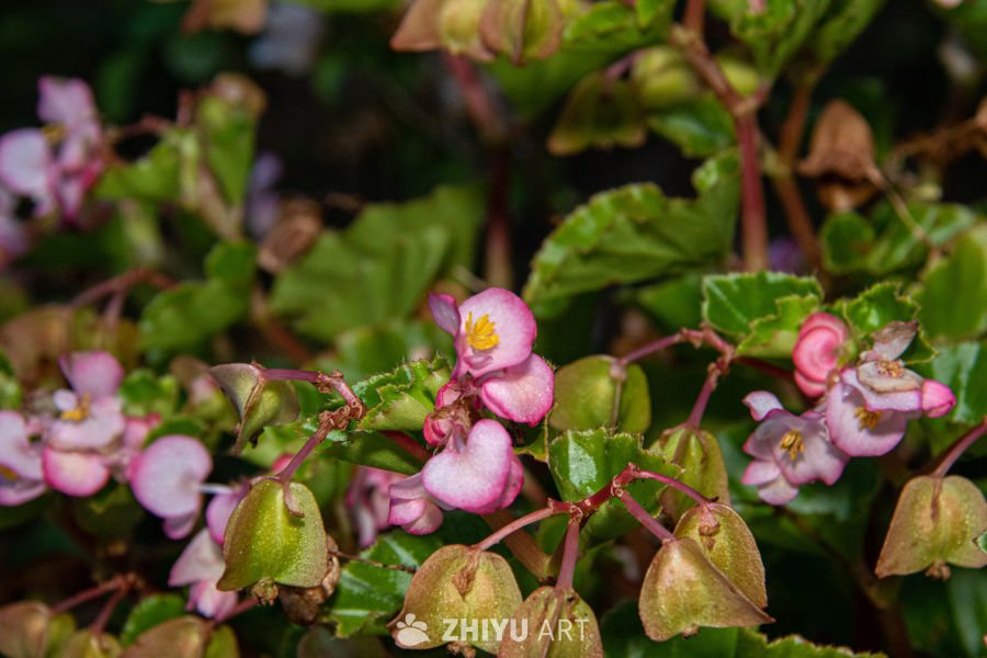中药材与药材花 12