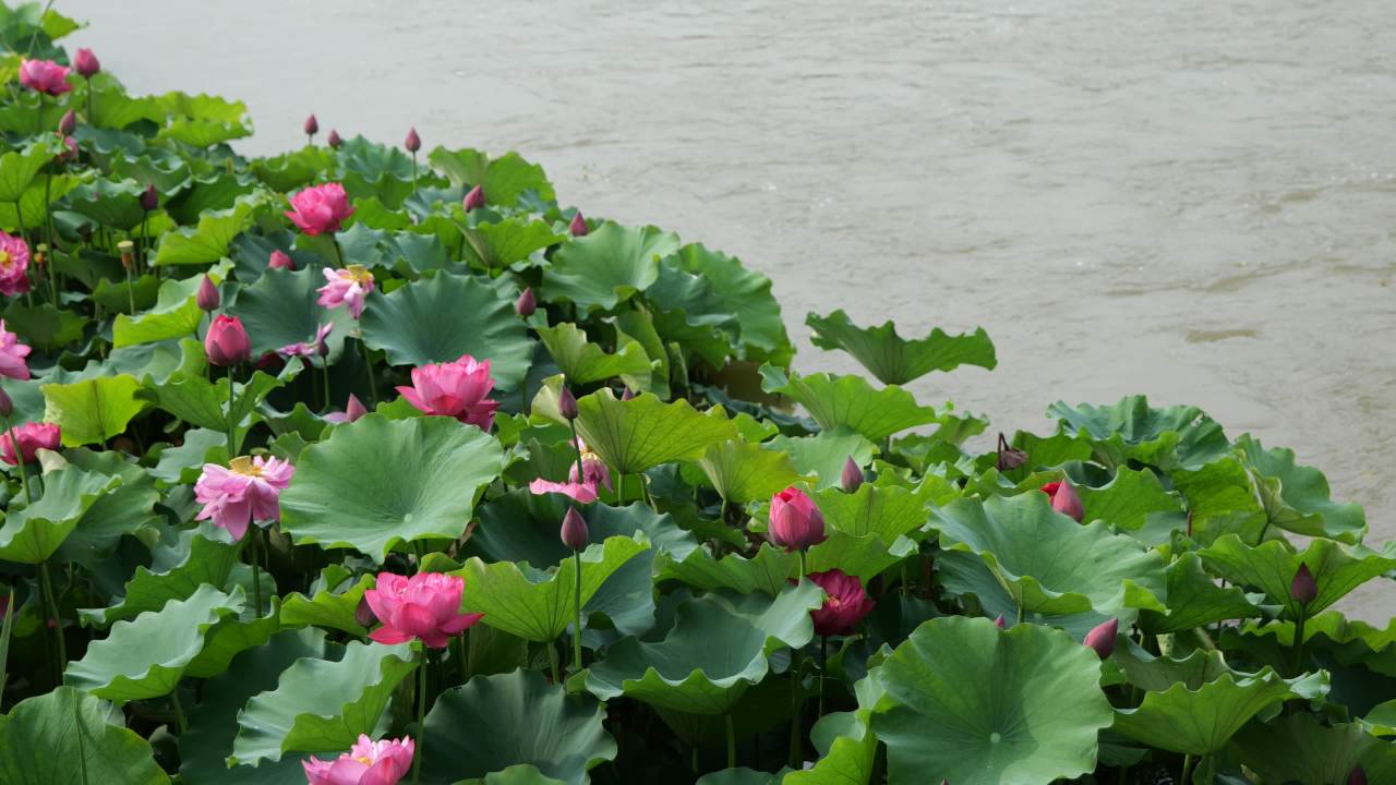 荷花 35