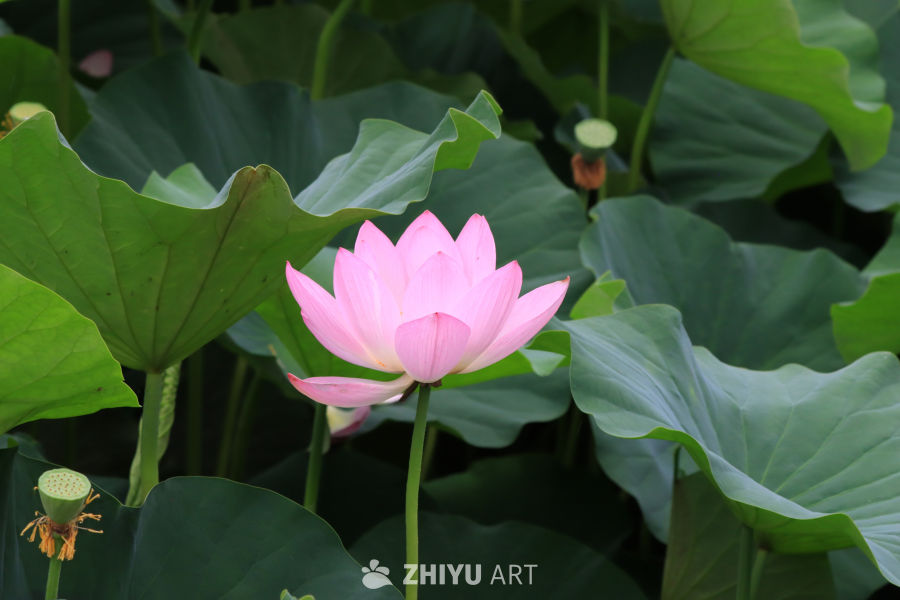 荷花 49