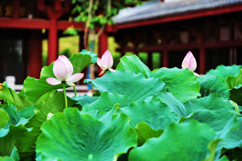 荷花4