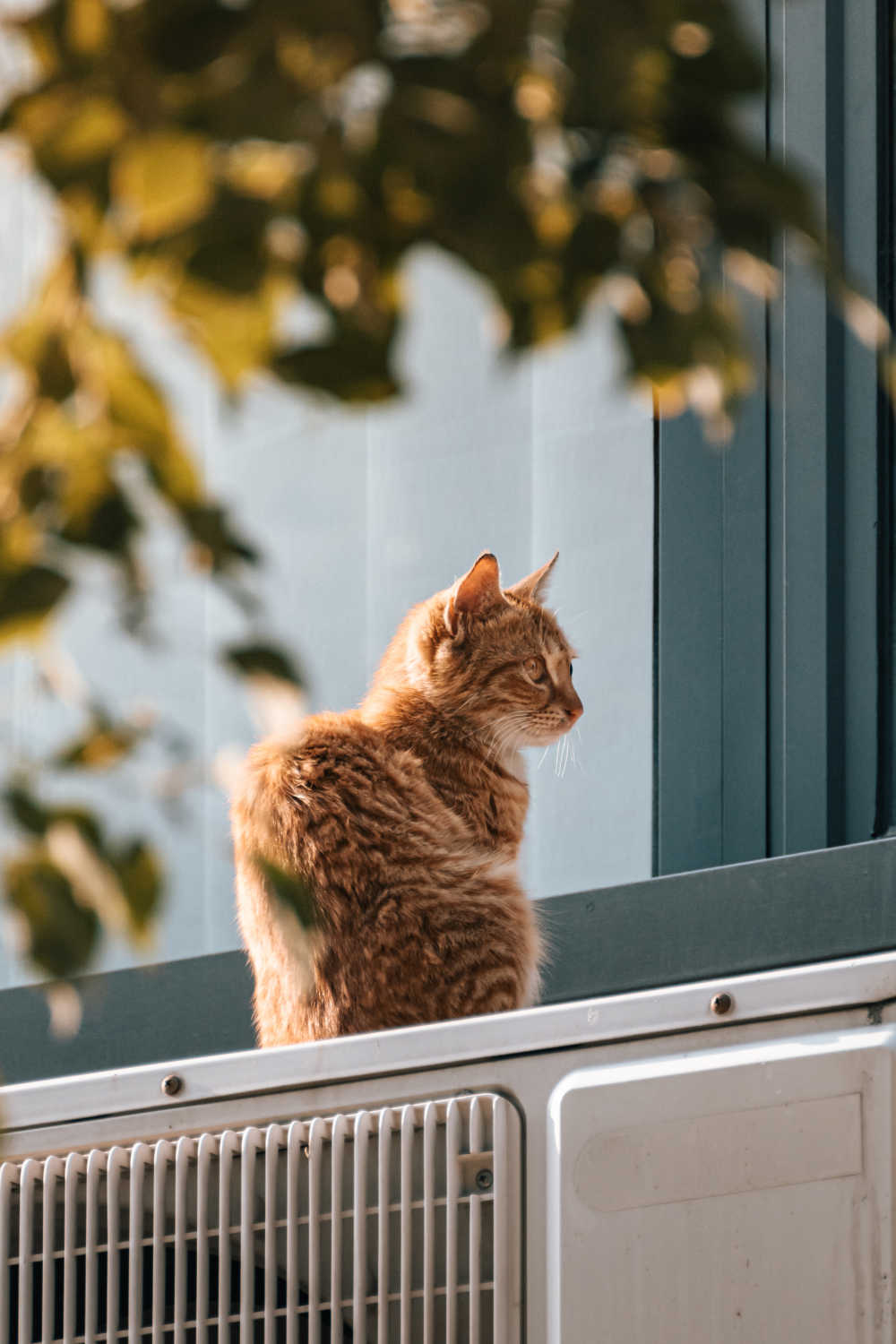 坐在窗台上的猫特写镜头