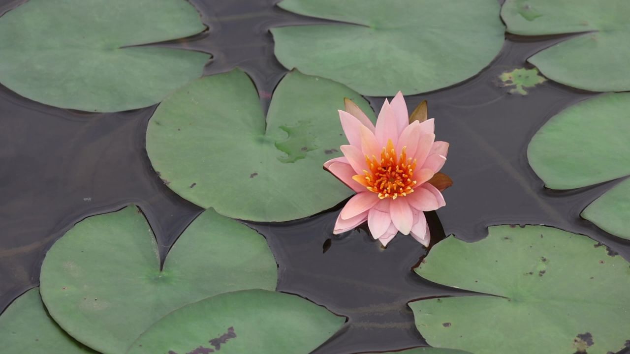 湖面睡莲1