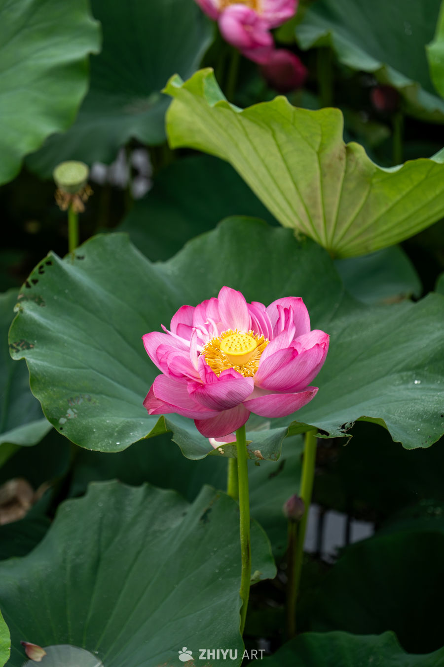 荷花 53