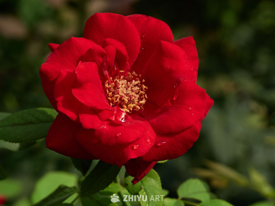 娇艳欲滴的红色月季微距特写