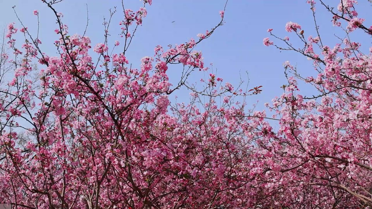 春天盛开的海棠花 12