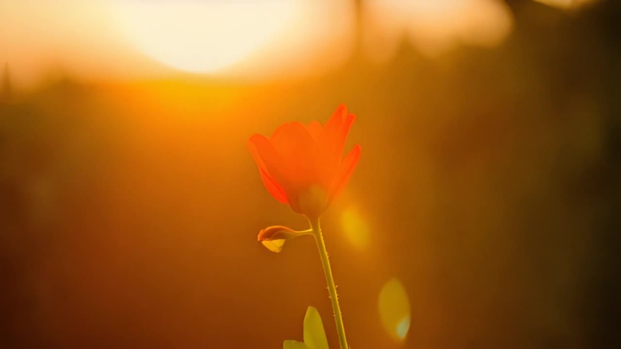 一朵红色的花在夕阳下绽放，花瓣鲜艳，周围环境光线柔
