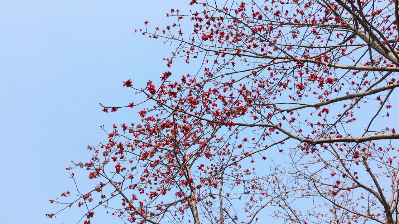 4K春天木棉花树