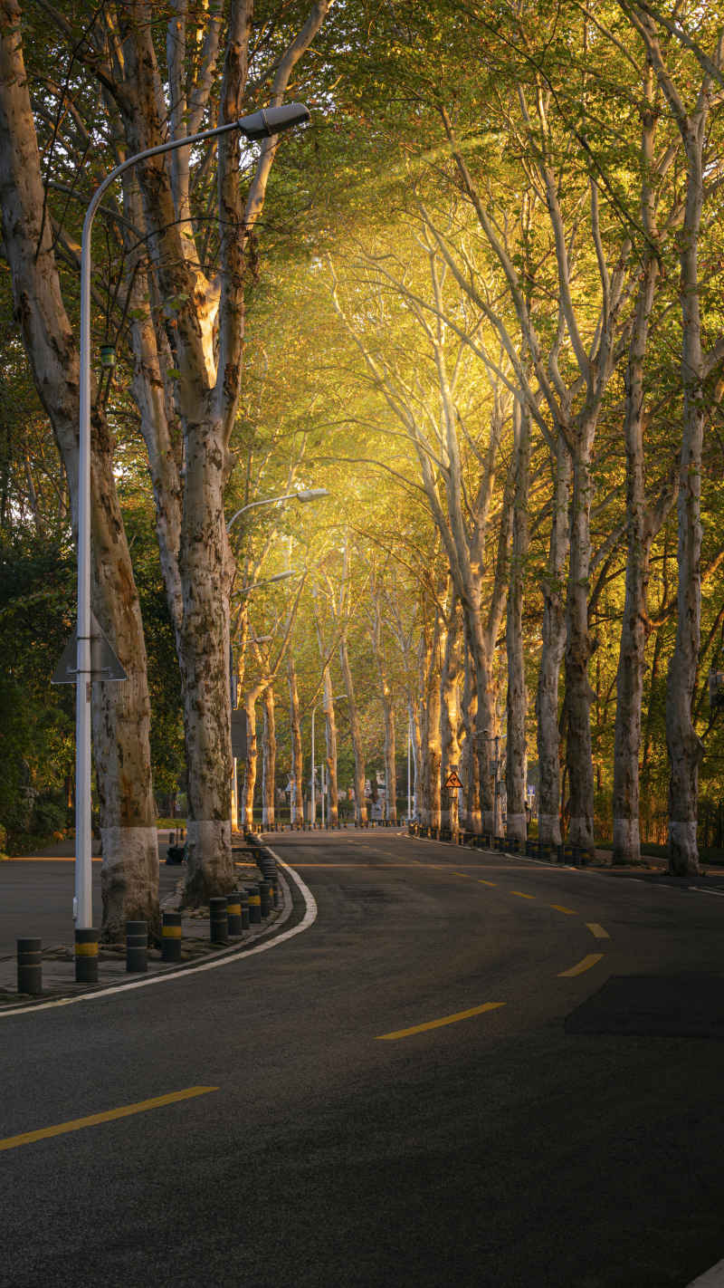 清晨霞光 道路 树林