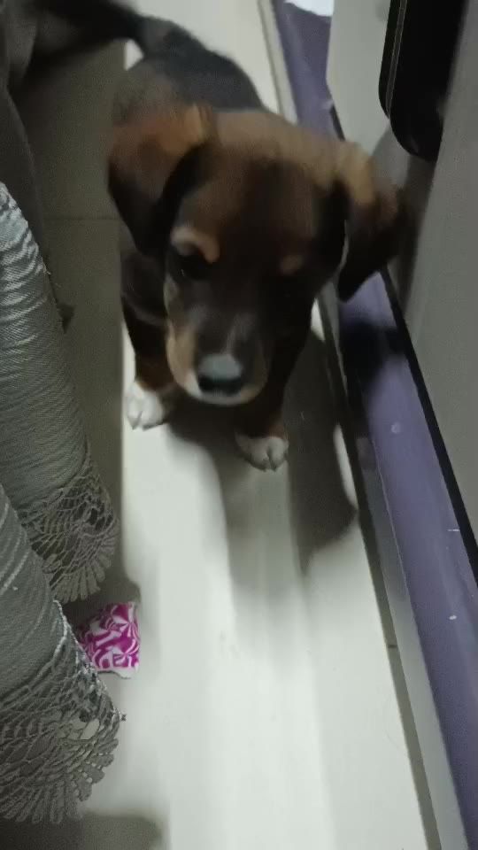 小狗狗