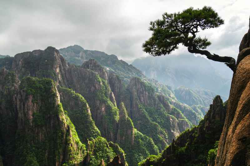 黄山松