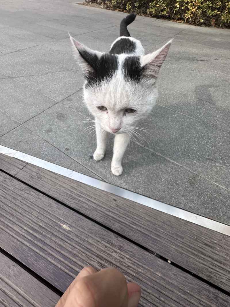 臭猫