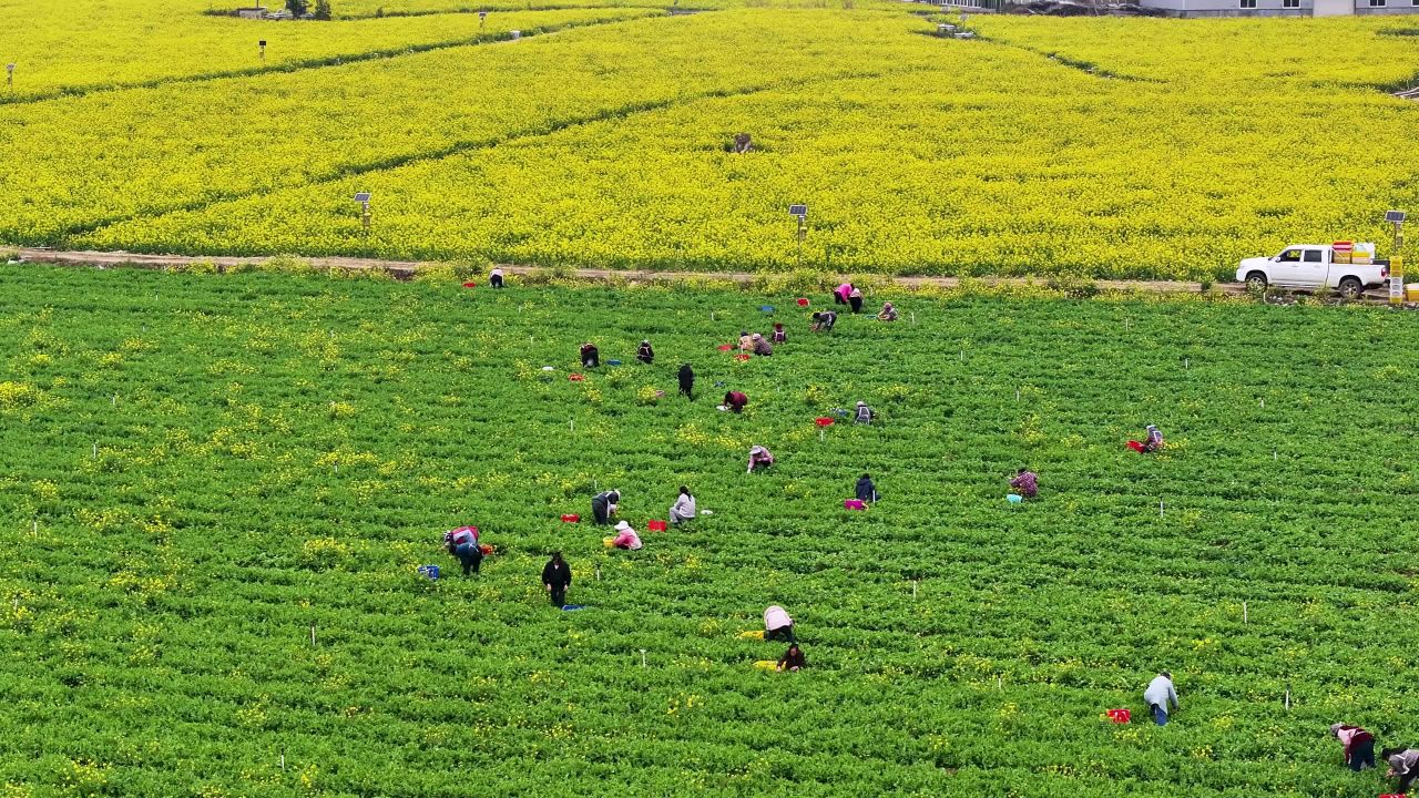 4k多景别 蔬菜种植基地  豌豆尖采摘